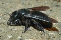 Xylocopa violacea